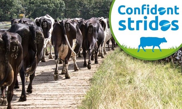 Cows walking along a path and text that reads 'Confident strides'